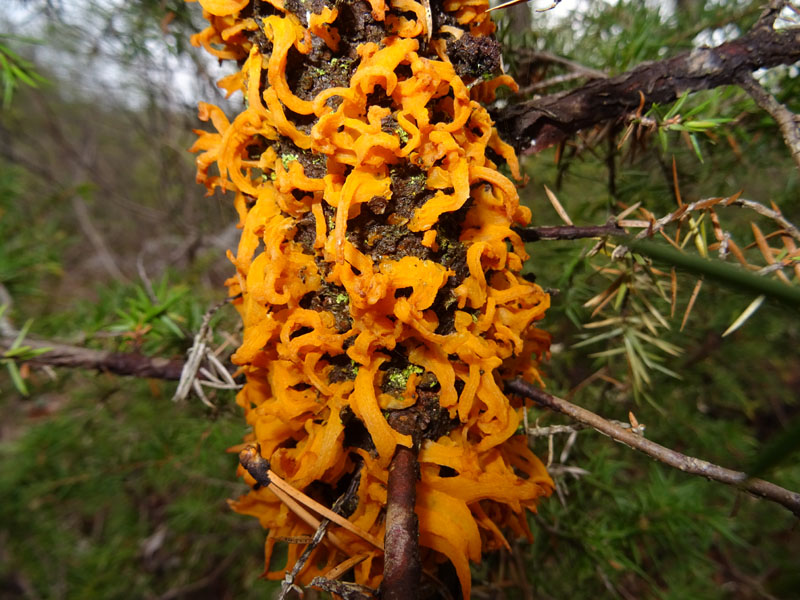 da determinare....su ginepro